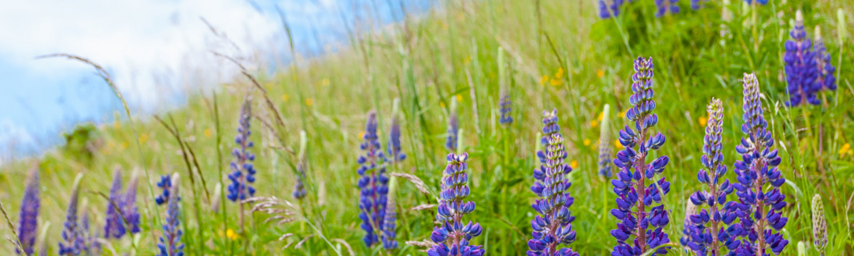 What is a lupin allergy and what does it mean for you?