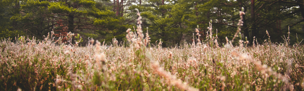Inhalation Allergies: What’s behind them?