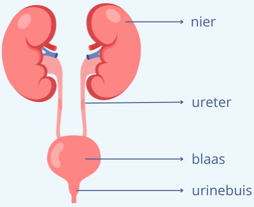 Pijn bij het plassen na seks: 5 veelvoorkomende oorzaken - Homed-IQ