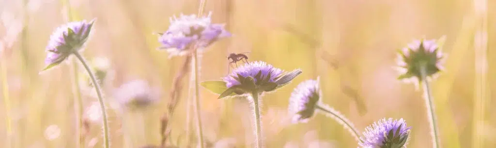 Allergie, Saison, saisonale Allergie